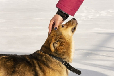 Почему в Астане (Нур-Султане) убивают животных?